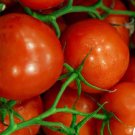 Jet Star F1 Hybrid Standard Slicing Lycopersicon Esculentum Tomato Seeds Easy to Grow