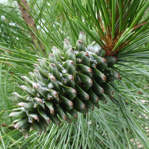 Pinus Koraiensis Korean Pine Tree Seeds Edible Pine Nuts Long Lifespan Easy to Grow