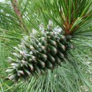 Pinus Koraiensis Korean Pine Tree Seeds Edible Pine Nuts Long Lifespan Easy to Grow