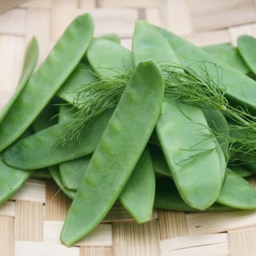 Oregon Giant Pea Edible Pod Pisum Sativum Vegetable Seeds Cold Hardy Easy to Grow