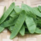Oregon Giant Pea Edible Pod Pisum Sativum Vegetable Seeds Cold Hardy Easy to Grow