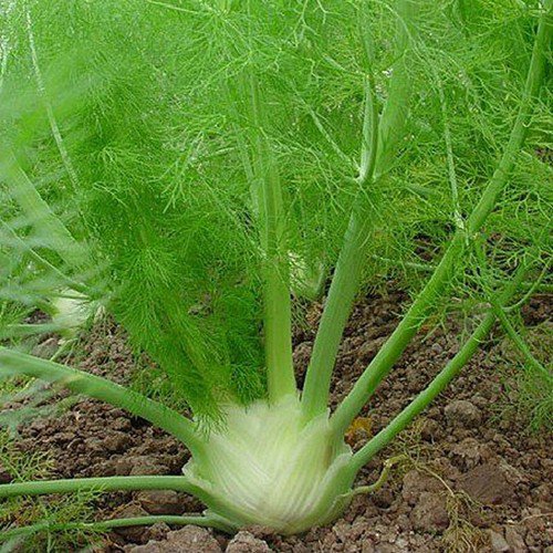 Fennel Florence Foeniculum Vulgare Herb Seeds Edible Bulb Easy to Grow
