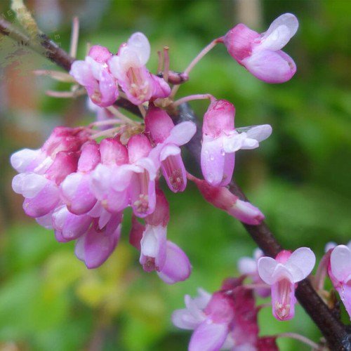 Cercis Siliquastrum Judas Tree Tree Seeds Beautiful Stunning Blooms Easy to Grow
