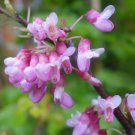 Cercis Siliquastrum Judas Tree Tree Seeds Beautiful Stunning Blooms Easy to Grow