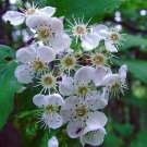 Crataegus Succulenta Fleshy Hawthorn Shrub Seeds Attractive White Flowers Easy to Grow