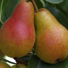 Pyrus Communis X Kirschensaller Kirschensaller Pear Fruit Seeds Sweet Fruits Easy to Grow