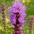 Liatris Spicata Gayfeather Flower Seeds Unique Flowering Pattern Easy to Grow