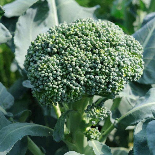 De Cicco Broccoli Brassica Oleracea Vegetable Seeds Rich In Nutrients Easy to Grow
