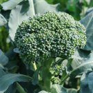 De Cicco Broccoli Brassica Oleracea Vegetable Seeds Rich In Nutrients Easy to Grow