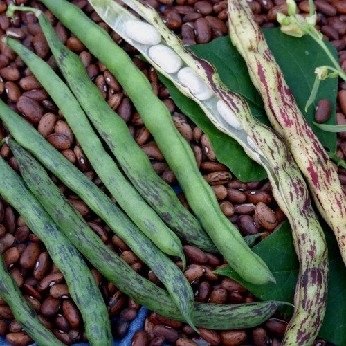 Rattlesnake Pole Bean Phaseolus Vulgaris Vegetable Seeds Great Flavor Easy to Grow