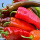 Anaheim Chile Pepper Hot Capsicum Annuum Vegetable Seeds Mild Moderate Heat Easy to Grow Anaheim Chile Pepper Hot Capsicum Annuum Vegetable Seeds Mild Moderate Heat Easy to Grow