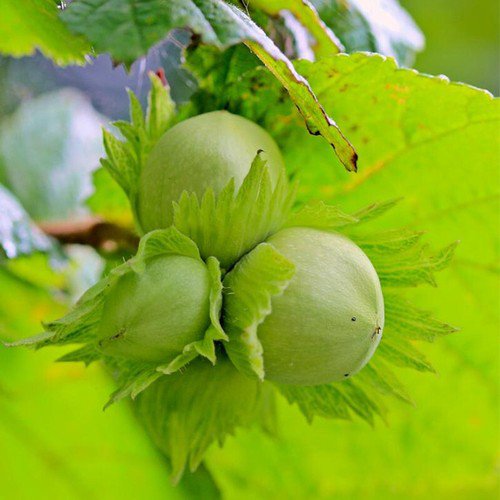 Corylus Avellana European Hazel Nut Tree Seeds Edible Nuts Beautiful Foliage Easy to Grow