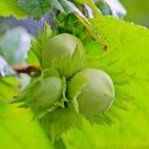 Corylus Avellana European Hazel Nut Tree Seeds Edible Nuts Beautiful Foliage Easy to Grow