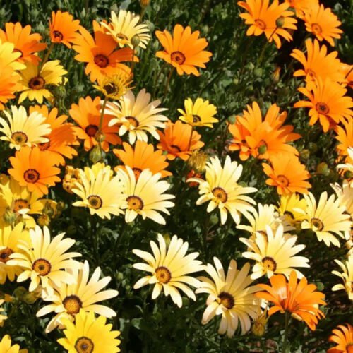 Dimorphotheca Sinuata African Daisy Stick Flower Seeds Delicate Flowers Easy to Grow