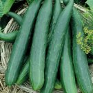 Long Green Improved Cucumber Pickling Cucumis Sativus Vegetable Seeds Crisp Easy to Grow