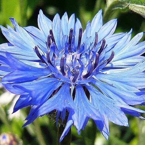 Centaurea Cyanus Cornflower Tall Blue Flower Seeds Showy  Easy to Grow