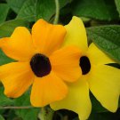 Thunbergia Alata Black Eyed Sn Vine Flower Seeds Striking Flowers Easy to Grow