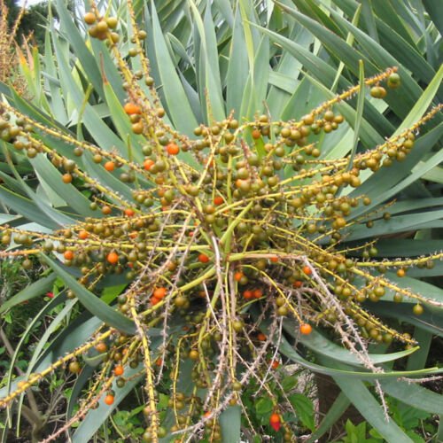 Dracaena Draco Dragon Tree Tree Seeds Unique Appearance Slow Growing Easy to Grow
