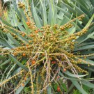Dracaena Draco Dragon Tree Tree Seeds Unique Appearance Slow Growing Easy to Grow