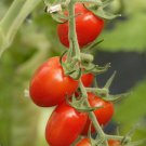 Dolce Vita F1 Hybrid Tomato Grape Tomato Lycopersicon Esculentum Tomato Seeds Easy to Grow