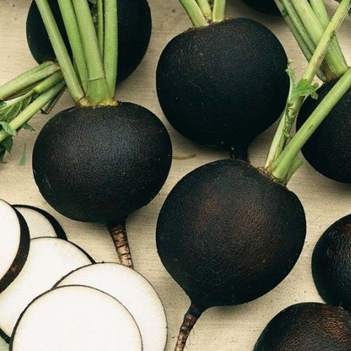 Black Spanish Round Radish Raphanus Sativus Vegetable Seeds Winter Hardy Easy to Grow