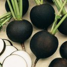 Black Spanish Round Radish Raphanus Sativus Vegetable Seeds Winter Hardy Easy to Grow