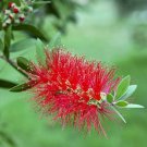 Callistemon Rigidus Stiff Bottlebrush Shrub Seeds Beautiful Red Flowers Easy to Grow