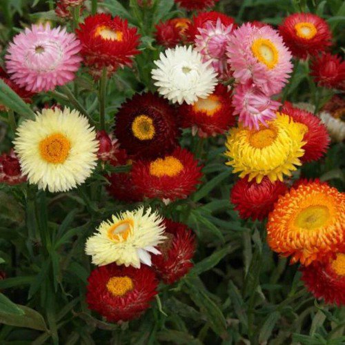 Helichrysum Bracteatum Strawflower Dwarf Mixed Flower Seeds Unique Blooms Easy to Grow