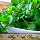 Cress True Watercress Nasturtium Officinalis Herb Seeds  Easy to Grow