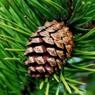 Pinus Sylvestris Scotland Scotland Sourced Scotch Pine Tree Seeds Majestic Easy to Grow