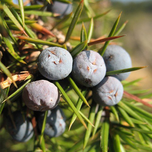 Juniperus Communis Common Juniper Tree Seeds Small Berry Like Cones Easy to Grow