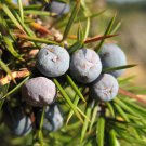 Juniperus Communis Common Juniper Tree Seeds Small Berry Like Cones Easy to Grow