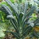 Lacinato Kale Aka 'Dinosaur Kale' Brassica Oleracea Vegetable Seeds Sweeter Easy to Grow