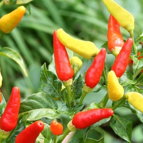 Tabasco Pepper Hot Capsicum Annuum Vegetable Seeds Tiny But Mighty Easy to Grow
