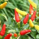 Tabasco Pepper Hot Capsicum Annuum Vegetable Seeds Tiny But Mighty Easy to Grow