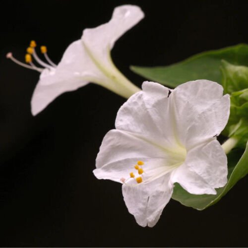 Mirabilis Jalapa Four O'Clock White Flower Seeds Attractive Fragrant Blooms Easy to Grow