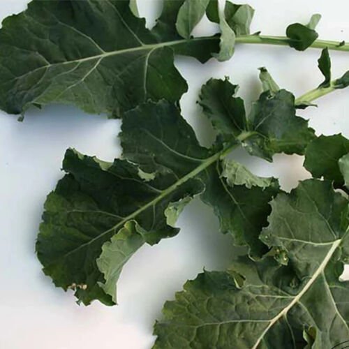 Premier Kale Brassica Oleracea Vegetable Seeds Mild Flavor Easy to Grow
