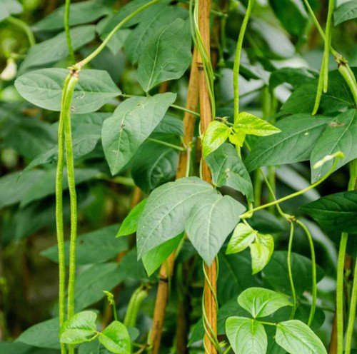 Yardlong Pole Bean Vigna Unguiculata Vegetable Seeds Incredibly Long Pods Easy to Grow