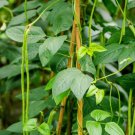 Yardlong Pole Bean Vigna Unguiculata Vegetable Seeds Incredibly Long Pods Easy to Grow