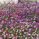 Verbena Tenuisecta Moss Verbena Mixed Colors Flower Seeds Vibrant Colorful Easy to Grow