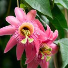 Passiflora Mollisima Banana Passion Fruit Vine Seeds Delicious Fruit Easy to Grow
