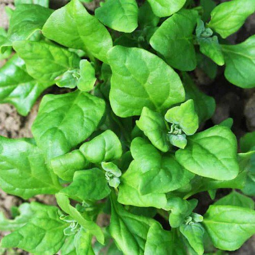 Spinach New Zealand Spinach Spinacia Oleracea Vegetable Seeds  Easy to Grow