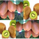 Actinidia Chinensis Chinese Kiwi Fruit Seeds Delicious And Nutritious Fruits Easy to Grow