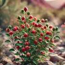 Chiltepin Wild Pepper Hot Capsicum Annuum Glabriusculum Vegetable Seeds Easy to Grow