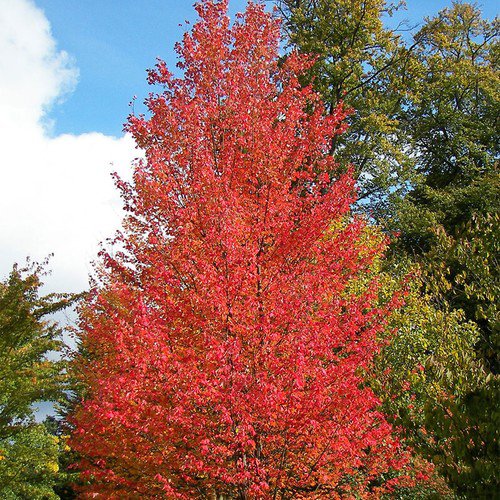 Acer Rubrum Northern Wings Red Maple Tree Seeds Brilliant Autumn Colors Easy to Grow