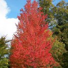 Acer Rubrum Northern Wings Red Maple Tree Seeds Brilliant Autumn Colors Easy to Grow