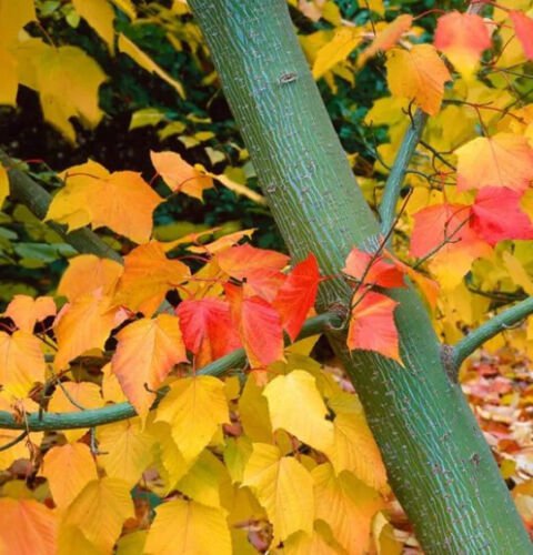 Acer Grosseri Dw Green Barked Maple Tree Seeds Unique Bark Color Easy to Grow
