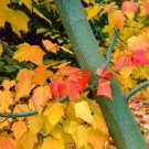 Acer Grosseri Dw Green Barked Maple Tree Seeds Unique Bark Color Easy to Grow