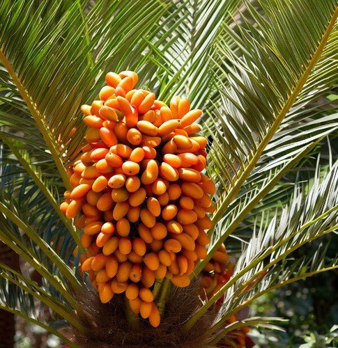 Phoenix Canariensis Canary Island Palm Tree Seeds Attractive Foliage Easy to Grow