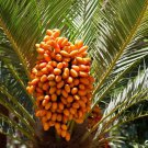 Phoenix Canariensis Canary Island Palm Tree Seeds Attractive Foliage Easy to Grow